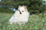SPITZ ALLEMAND 419